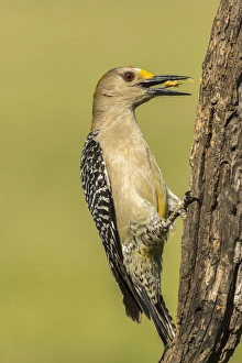 USA, Texas, Hidalgo County. Golden-fronted eating USA, Texas, Hidalgo County. Golden-fronted eating