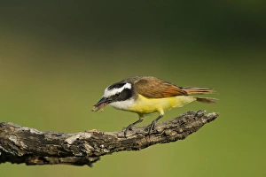 USA, Texas, Hidalgo County, Laguna Seca Ranch. Great kiskadee bird feeds on water bug USA, Texas, Hidalgo County, Laguna Seca Ranch. Great kiskadee bird feeds on water bug