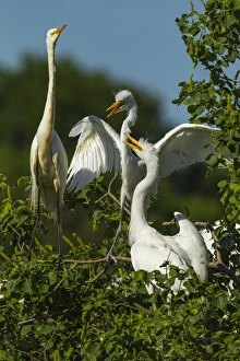 USA, Texas, High Island, Smith Oaks Rookery. Great egret parent at nest with chicks USA, Texas, High Island, Smith Oaks Rookery. Great egret parent at nest with chicks