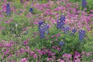 Images Dated 30th December 2003: USA, Texas Hill Country. Bluebonnets among phlox