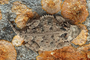 USA, Texas, Kimble County. Texas horned lizard. Credit as: Cathy & Gordon Illg / USA, Texas, Kimble County. Texas horned lizard. Credit as: Cathy & Gordon Illg /