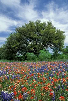 USA, Texas, Marble Falls Paintbrush and bluebonnets and live oak tree, Texas Hill Country USA, Texas, Marble Falls Paintbrush and bluebonnets and live oak tree, Texas Hill Country