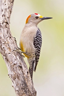 USA, Texas, Mission, Martin-Javelina Ranch. Male golden-fronted woodpecker on branch USA, Texas, Mission, Martin-Javelina Ranch. Male golden-fronted woodpecker on branch