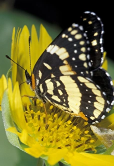 USA, Texas, Rio Grande Valley Border patch butterfly receiving nectar from cowpen USA, Texas, Rio Grande Valley Border patch butterfly receiving nectar from cowpen