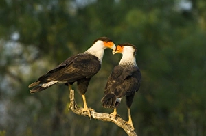 USA, Texas, Rio Grande Valley, Starr County. Crested caracara pair on dead snag USA, Texas, Rio Grande Valley, Starr County. Crested caracara pair on dead snag