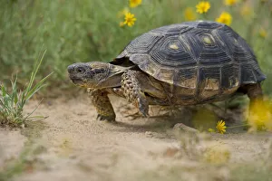 USA, Texas, Santa Ana National Wildlife Refuge. Texas tortoise walking USA, Texas, Santa Ana National Wildlife Refuge. Texas tortoise walking