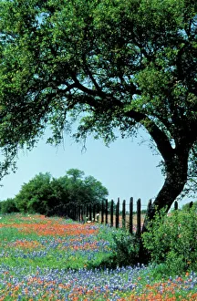 USA, Texas, Texas Hill Country Paintbrush and bluebonnets USA, Texas, Texas Hill Country Paintbrush and bluebonnets
