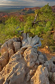 USA, Utah, Bryce Canyon National Park. Sunrise on canyon landscape USA, Utah, Bryce Canyon National Park. Sunrise on canyon landscape