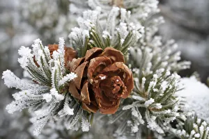 USA, Utah. Hoar frost covered pinyon pine , detail, Island in the Sky USA, Utah. Hoar frost covered pinyon pine , detail, Island in the Sky