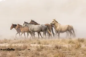 USA, Utah, Tooele County. Wild horses and dust USA, Utah, Tooele County. Wild horses and dust