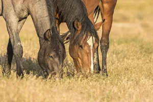 USA, Utah, Tooele County. Wild horses grazing USA, Utah, Tooele County. Wild horses grazing
