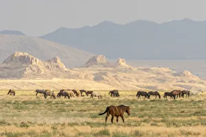 USA, Utah, Tooele County. Wild horses grazing USA, Utah, Tooele County. Wild horses grazing