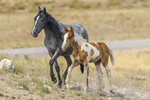 USA, Utah, Tooele County. Wild horses mother and colt USA, Utah, Tooele County. Wild horses mother and colt