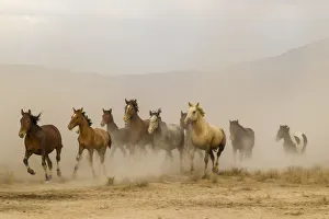 USA, Utah, Tooele County. Wild horses running USA, Utah, Tooele County. Wild horses running