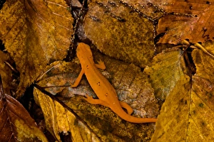 USA, Vermont, Bennington, Salamander, Red-Spotted Newt or Eastern Newt USA, Vermont, Bennington, Salamander, Red-Spotted Newt or Eastern Newt