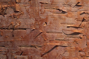 USA, Vermont. Birch bark close-up. Credit as: Marie Bush / Jaynes Gallery / DanitaDelimont USA, Vermont. Birch bark close-up. Credit as: Marie Bush / Jaynes Gallery / DanitaDelimont