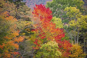 USA, Vermont, Fall foliage in Green Mountains at Bread Loaf, owned by Middlebury College USA, Vermont, Fall foliage in Green Mountains at Bread Loaf, owned by Middlebury College