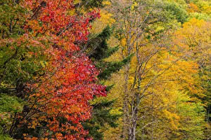 USA, Vermont, Fall foliage in Mad River Valley along trail to Warren Falls USA, Vermont, Fall foliage in Mad River Valley along trail to Warren Falls