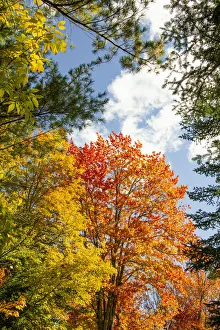 USA, Vermont, Fall foliage in Morrisville on Jopson Lane USA, Vermont, Fall foliage in Morrisville on Jopson Lane