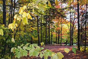 USA, Vermont, Morrisville, Jopson Lane. Fall foliage USA, Vermont, Morrisville, Jopson Lane. Fall foliage