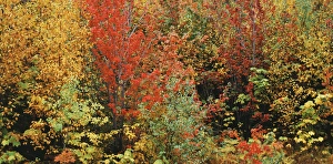 USA, Vermont, Northeast Kingdom, Fall foliage USA, Vermont, Northeast Kingdom, Fall foliage