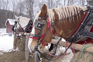 USA: Vermont, Stowe, Mountain Road, draft horse for pulling sleighs through the snow USA: Vermont, Stowe, Mountain Road, draft horse for pulling sleighs through the snow
