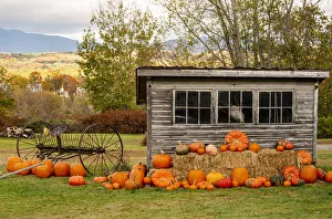 USA, Vermont, Stowe, West Hill Rd, pumpkin field USA, Vermont, Stowe, West Hill Rd, pumpkin field
