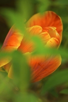 USA, Virginia, Arlington, closeup of orange tulip USA, Virginia, Arlington, closeup of orange tulip