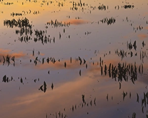USA, Virginia, Arrowhead in Powatan Creek at Sunrise, Jamestown USA, Virginia, Arrowhead in Powatan Creek at Sunrise, Jamestown