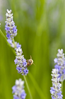 USA, WA. Cultivated worldwide lavender is used for cosmetic USA, WA. Cultivated worldwide lavender is used for cosmetic