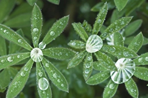 USA, WA, Olympic NP, Raindrops on Lupine Leaves USA, WA, Olympic NP, Raindrops on Lupine Leaves