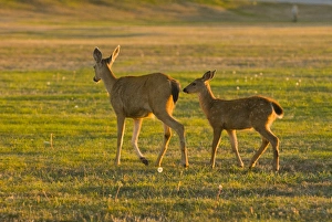 USA, WA, Whidbey Island, Fort Casey State Park. Columbian Black-tailed doe with USA, WA, Whidbey Island, Fort Casey State Park. Columbian Black-tailed doe with