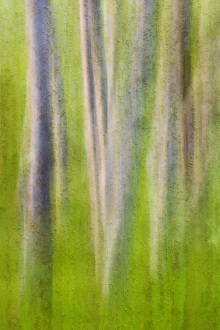 USA, Washington. Alder tree abstract. Credit as: Don Paulson / Jaynes Gallery USA, Washington. Alder tree abstract. Credit as: Don Paulson / Jaynes Gallery