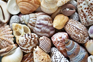 USA, Washington. Close-up of collection of sea shells USA, Washington. Close-up of collection of sea shells