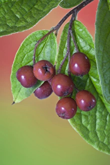 USA, Washington. Close-up of cotoneaster berries on the vine USA, Washington. Close-up of cotoneaster berries on the vine