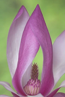 USA, Washington. Close-up of magnolia blossom USA, Washington. Close-up of magnolia blossom