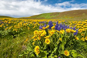 USA, Washington, Columbia Hills State Park USA, Washington, Columbia Hills State Park