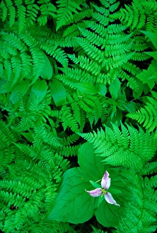 USA, Washington, Fern & Trillium USA, Washington, Fern & Trillium