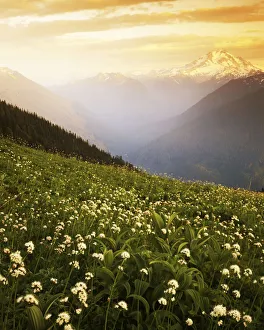 USA, Washington, Glacier Peak Wilderness, Meadow with helebore and sitka valerian USA, Washington, Glacier Peak Wilderness, Meadow with helebore and sitka valerian