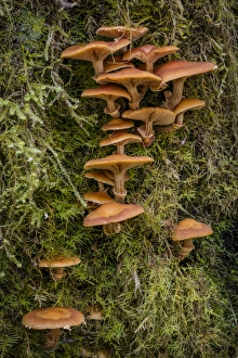 USA, Washington. Honey mushroom growing on tree USA, Washington. Honey mushroom growing on tree