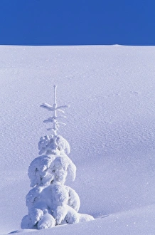 USA, Washington, Mount St. Helens National Park. Snow covered tree USA, Washington, Mount St. Helens National Park. Snow covered tree