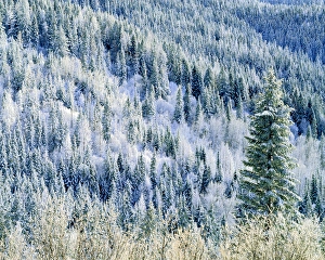 USA, Washington, Mt. Spokane State Park, aspen USA, Washington, Mt. Spokane State Park, aspen