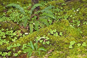 USA. Washington. Olympic NP. Hoh River rainforest USA. Washington. Olympic NP. Hoh River rainforest
