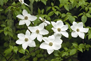 USA, Washington, Pacific Dogwood, (Cornus nuttalli), Flowers USA, Washington, Pacific Dogwood, (Cornus nuttalli), Flowers