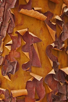 USA, Washington. Detail of Pacific madrona tree bark USA, Washington. Detail of Pacific madrona tree bark