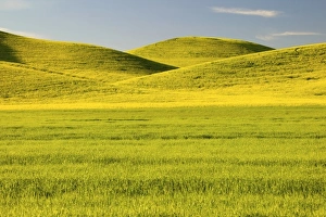 USA, Washington, Palouse Country, Tracks leading through Blooming Canola and Wheat Fields USA, Washington, Palouse Country, Tracks leading through Blooming Canola and Wheat Fields