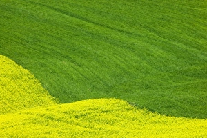 USA, Washington, Palouse Country, Tracks leading through Blooming Canola and Wheat Fields USA, Washington, Palouse Country, Tracks leading through Blooming Canola and Wheat Fields