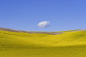 USA, Washington, Palouse. Ripe canola crop and cloud USA, Washington, Palouse. Ripe canola crop and cloud