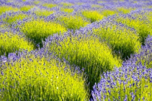 USA, Washington, Port Angeles, Lavender Field USA, Washington, Port Angeles, Lavender Field