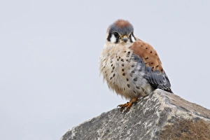 USA, Washington, Ridgefield National Wildlife Refuge. Male American Kestrel (Falco USA, Washington, Ridgefield National Wildlife Refuge. Male American Kestrel (Falco